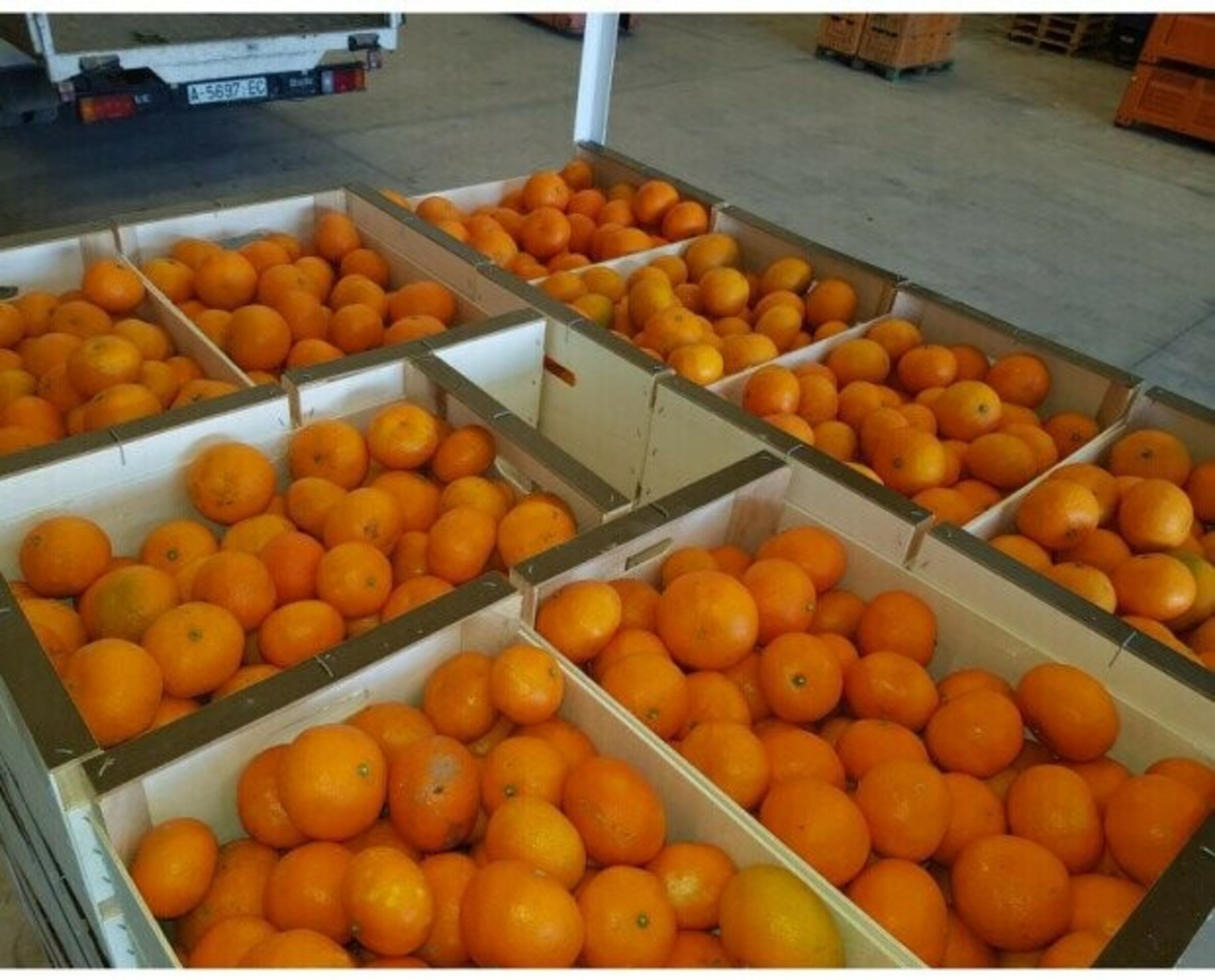 Caja de clementinas 6 cajas de 5 kilos cada una - 2