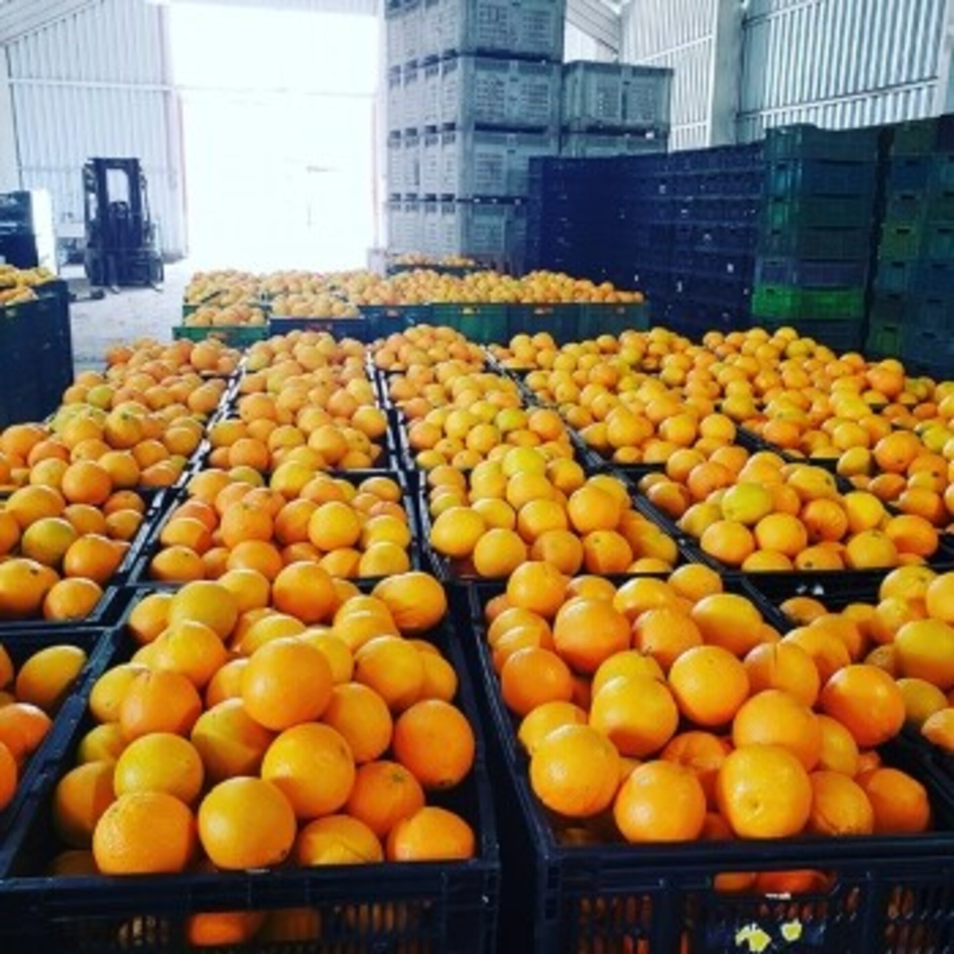 Caja de naranja de mesa navelina 6 cajas de 5 kilos cada caja - 2