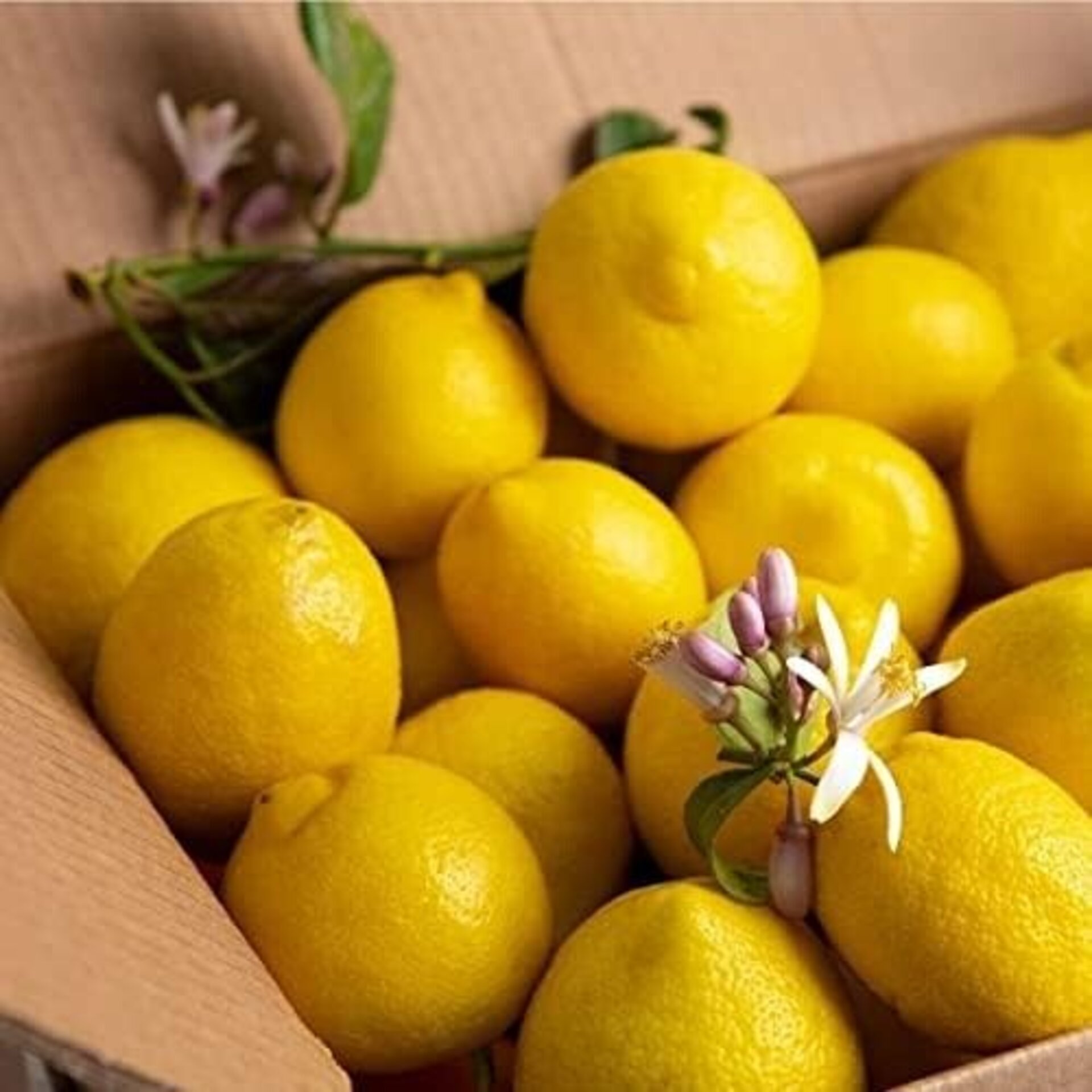 Limones Valencianos con nuestra caja de 5 kilos, - 3