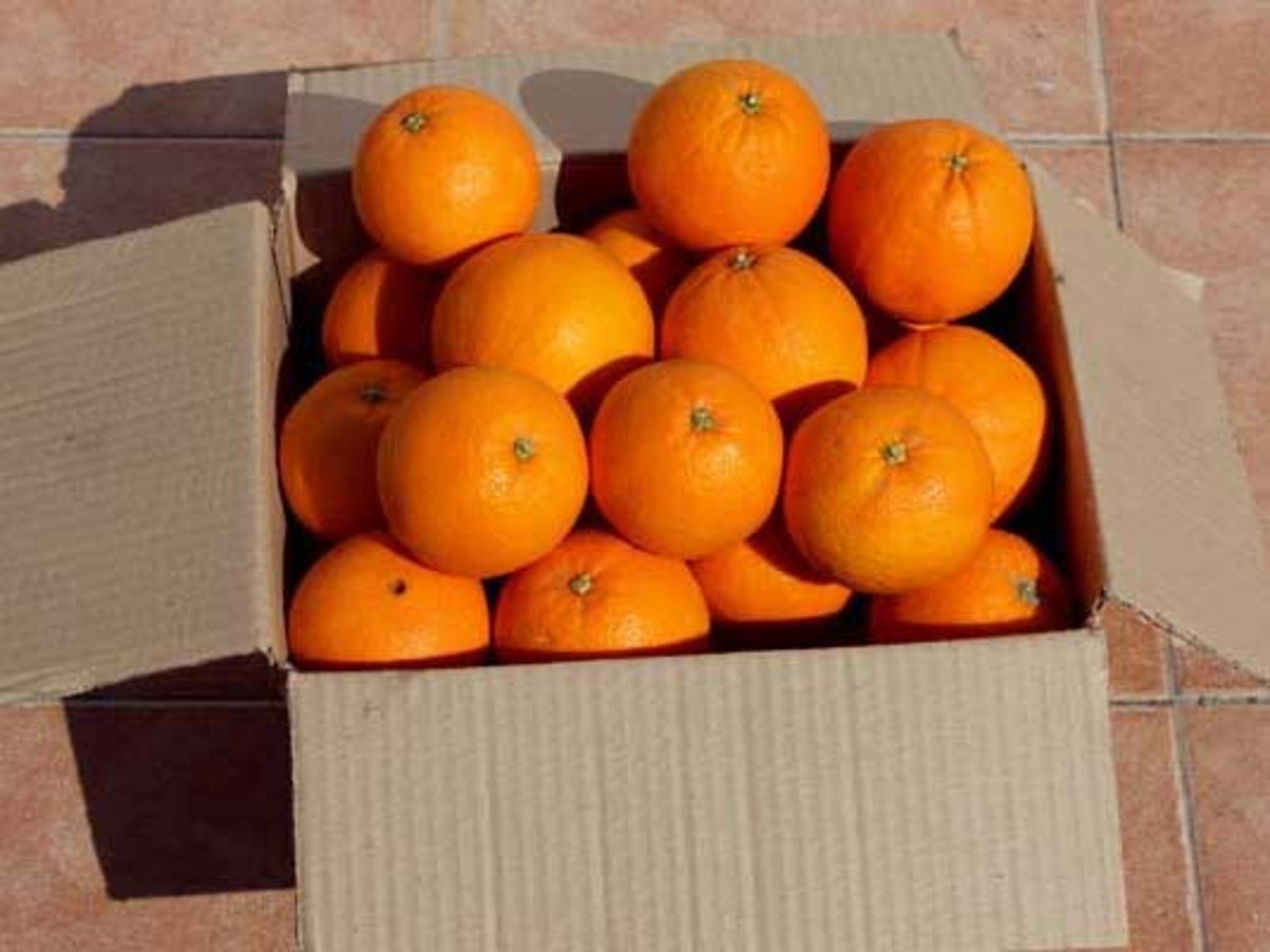 Caja de Naranjas Navelina para Mesa, Jugosas y Nutritivas 5 kilos - 3