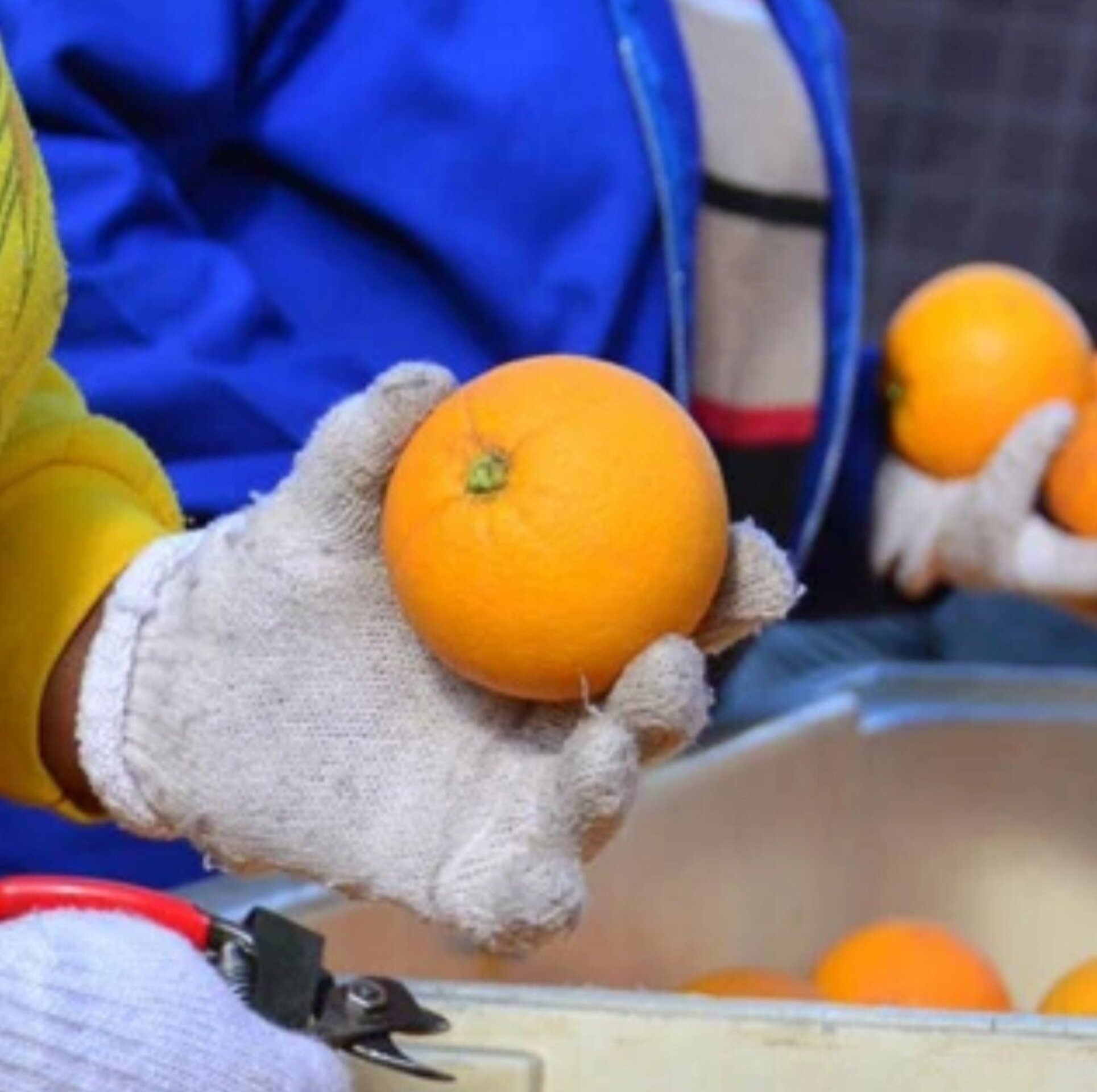 Caja de Naranjas Navelina para Mesa, Jugosas y Nutritivas 5 kilos - 4