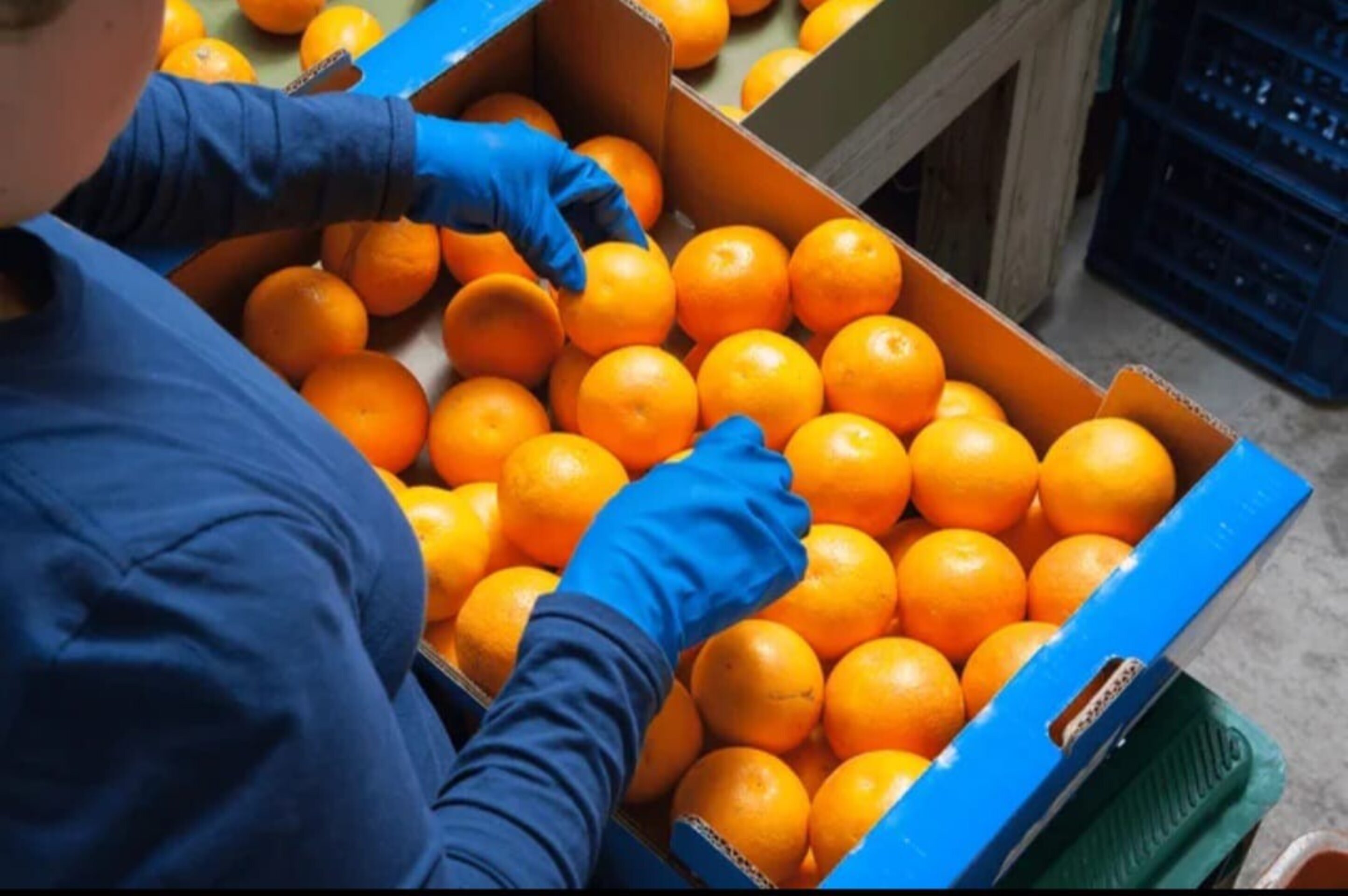 Naranjas NAVEL LANE  de Mesa de Valencia - Pureza y Sabor Auténtico - 5 Kg - 3