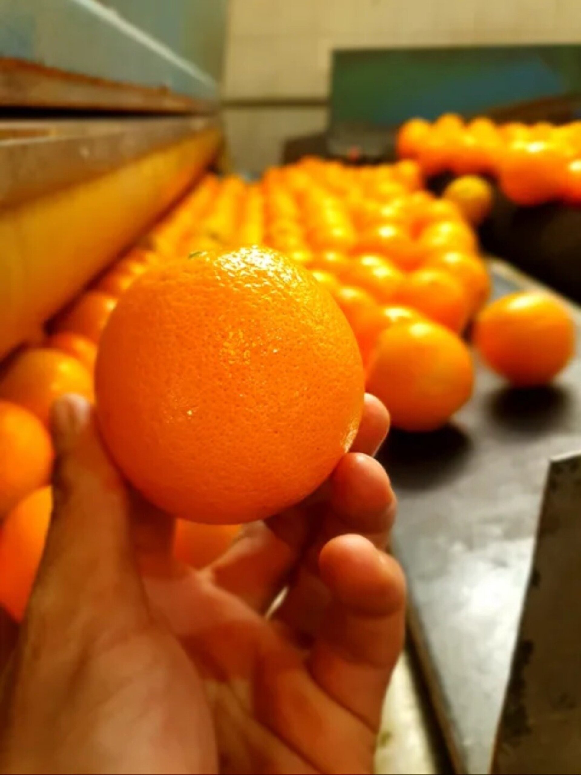 Caja de Naranjas Navelina para Mesa, Jugosas y Nutritivas 5 kilos - 2